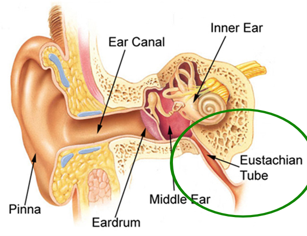 ear diagram